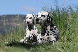 DALMATIEN 036